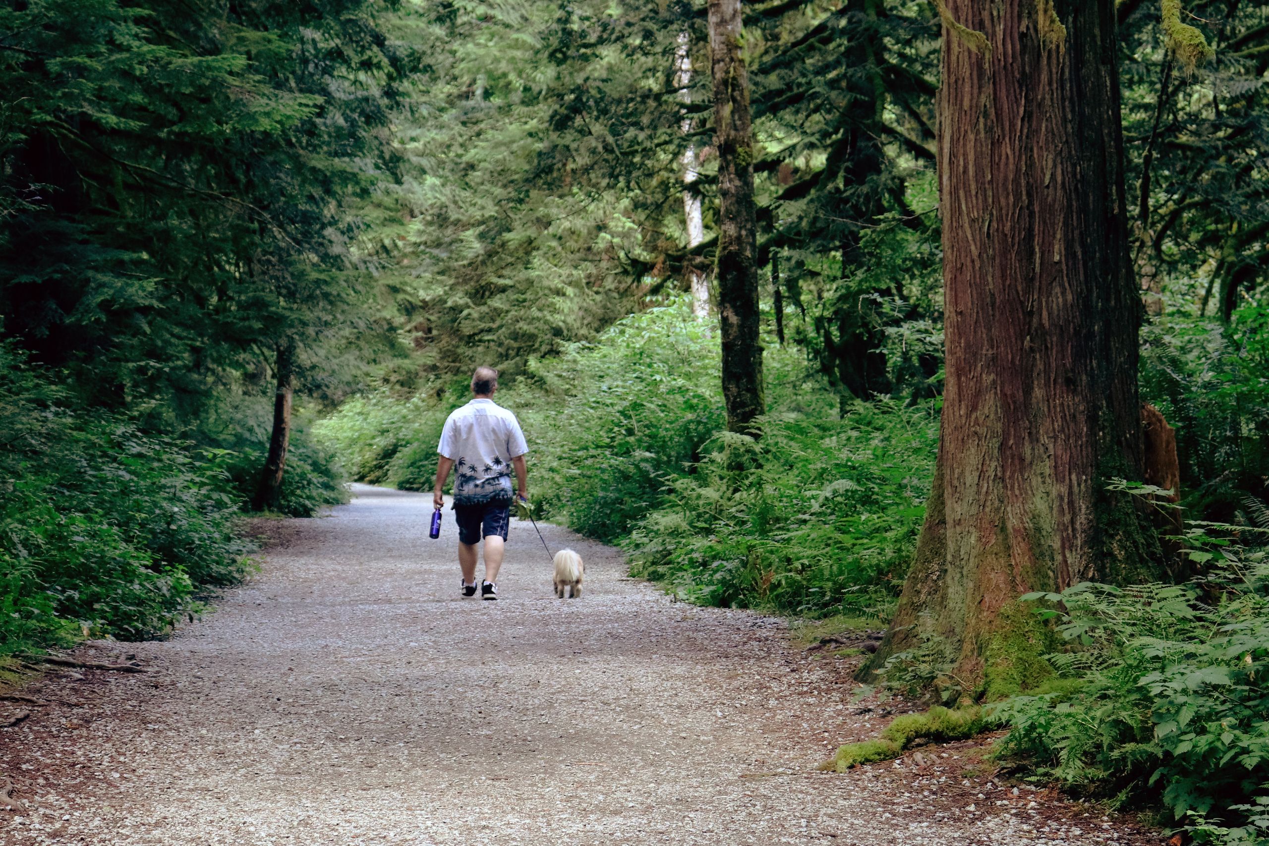 A man walks his dog along a scenic forest trail in British Columbia, Canada, surrounded by lush greenery.